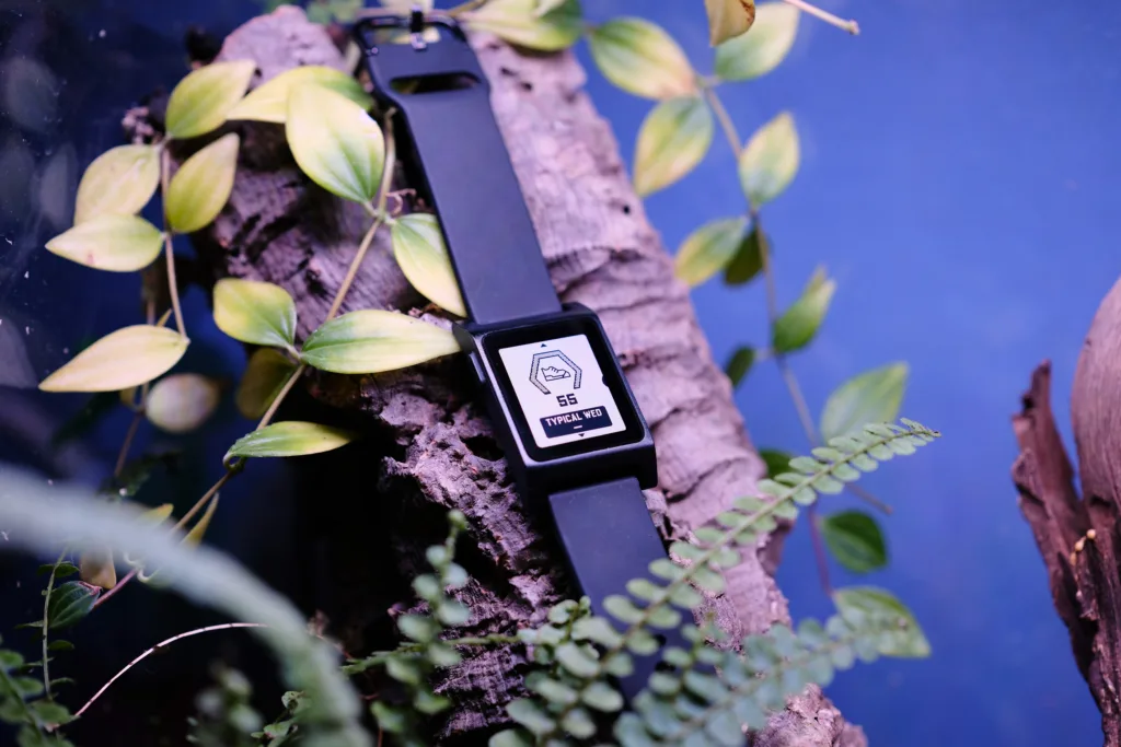 Pebble 2 Duo sitting angled on log